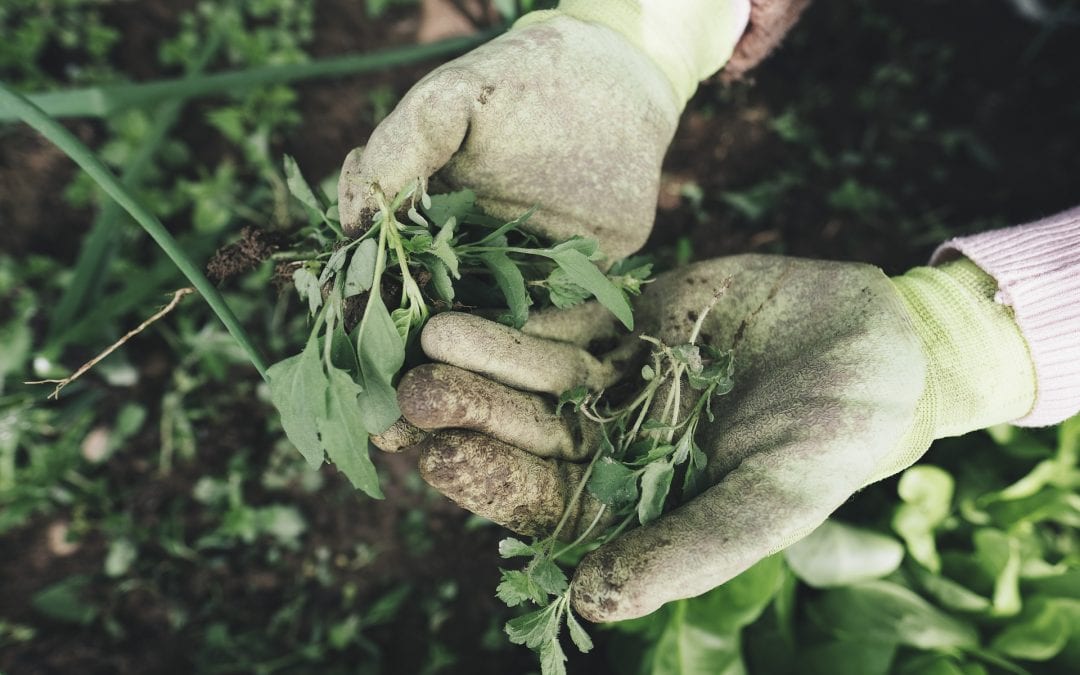 Get Those Hands Dirty . . . Fairview Park Educational Workdays