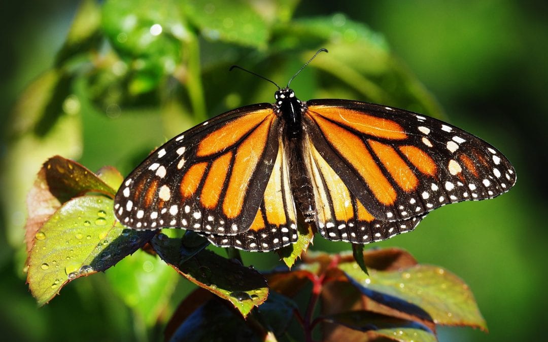 Spring Faire and Butterfly House Opening