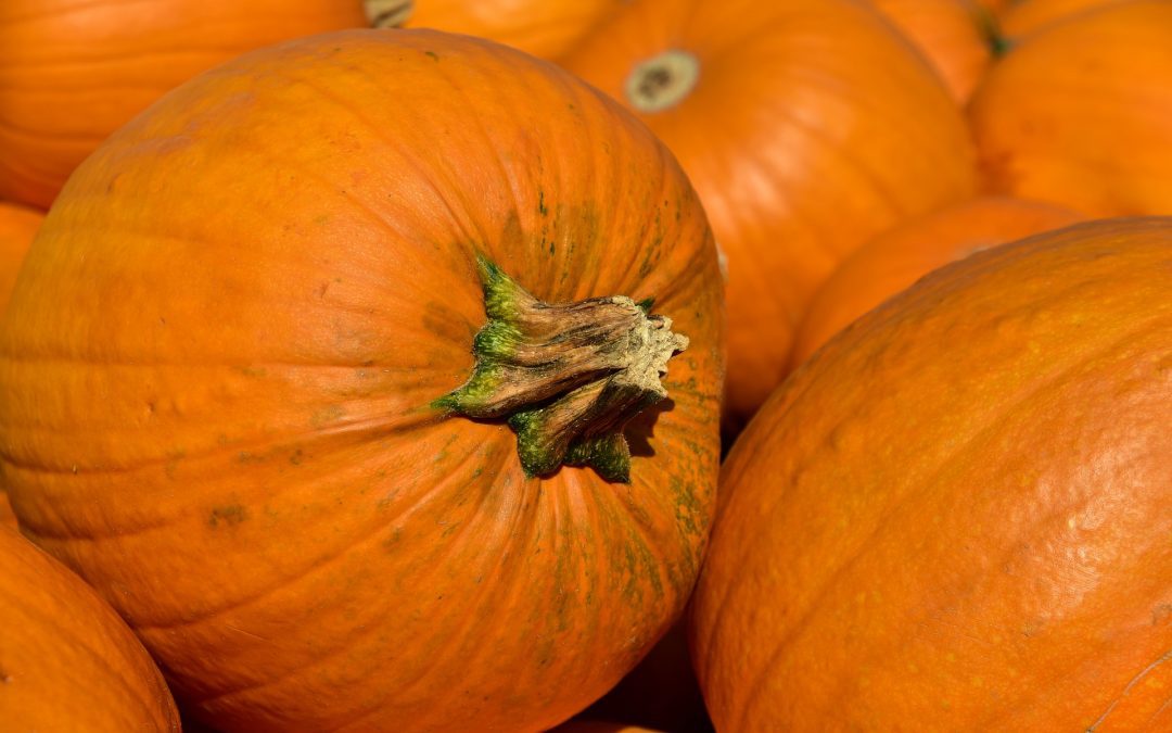 ENC Fall Faire & Pumpkin Patch