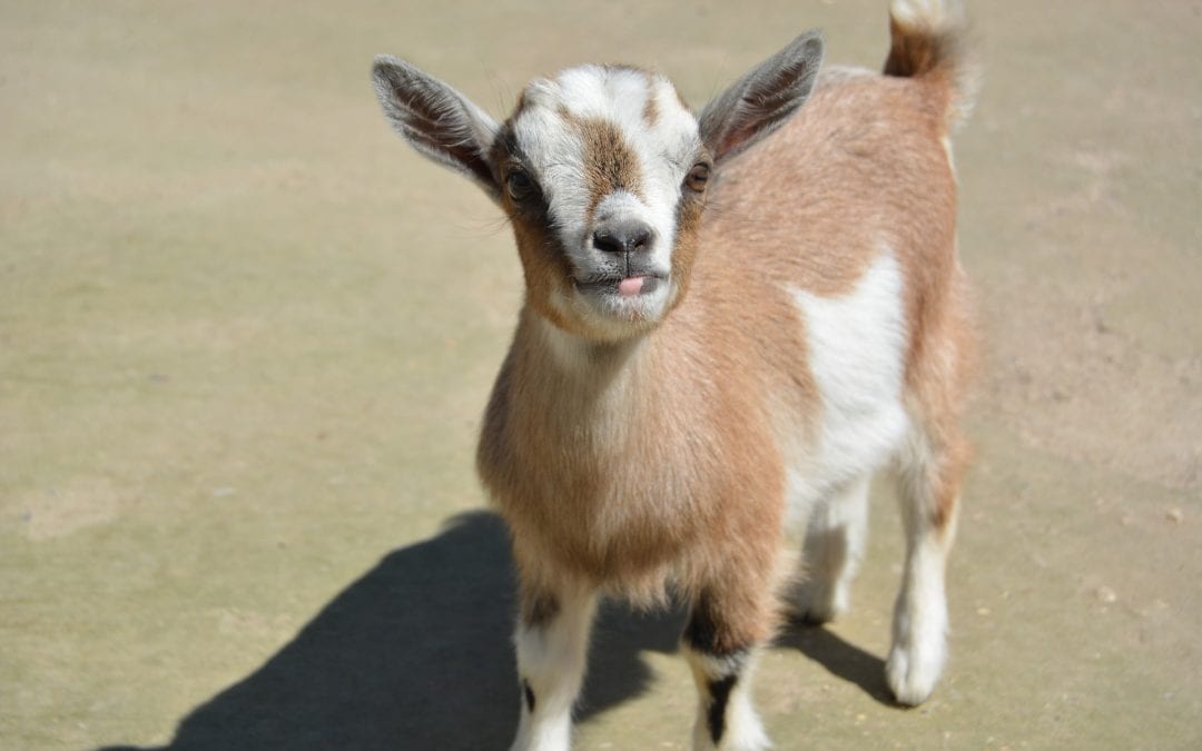 Goat Yoga (yes, you read that right!)