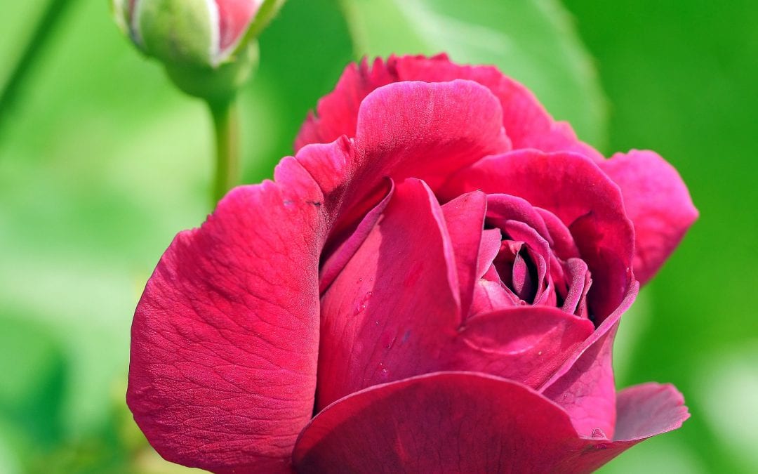 Spring Garden Show (with Children’s Crafts)