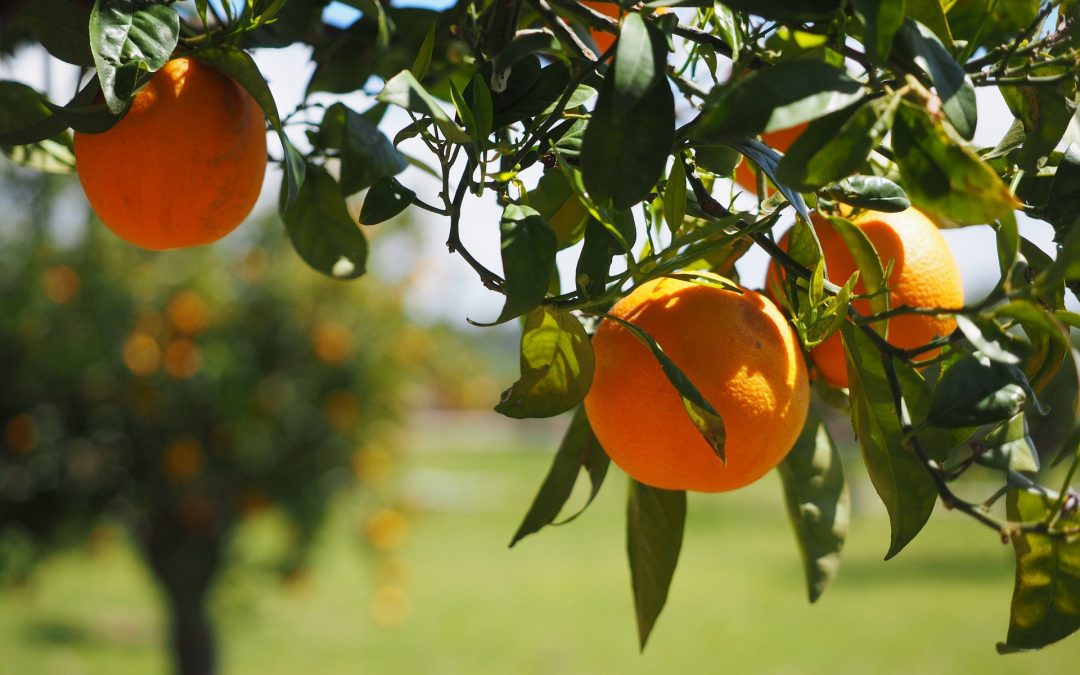 The History of Orange County