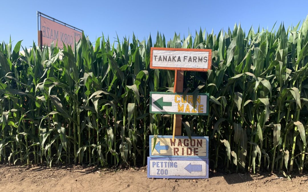 Take a Trip to Tanaka Farms