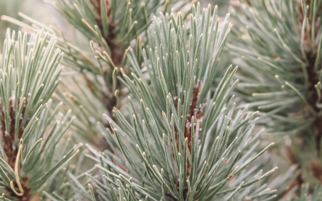 Give Your Tree A New Life in 2020