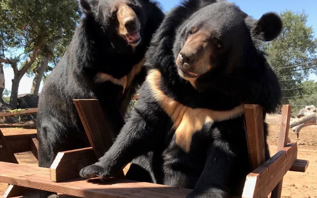 Making a difference with Lions Tigers and Bears: Bobbi Brink