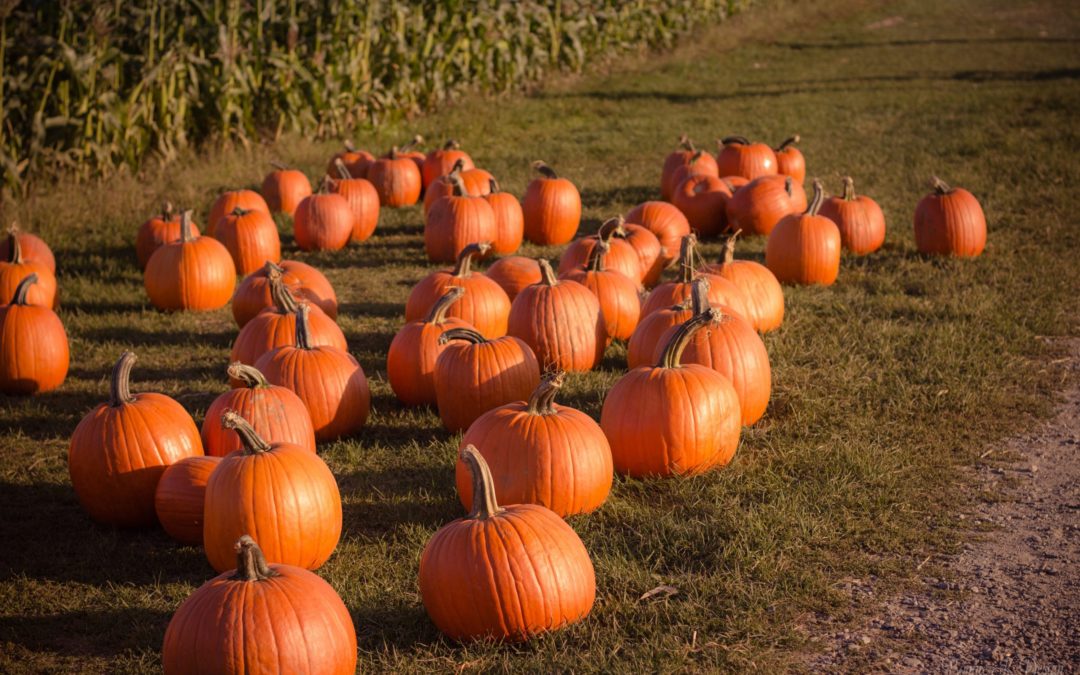 Fall Family Fun 2021
