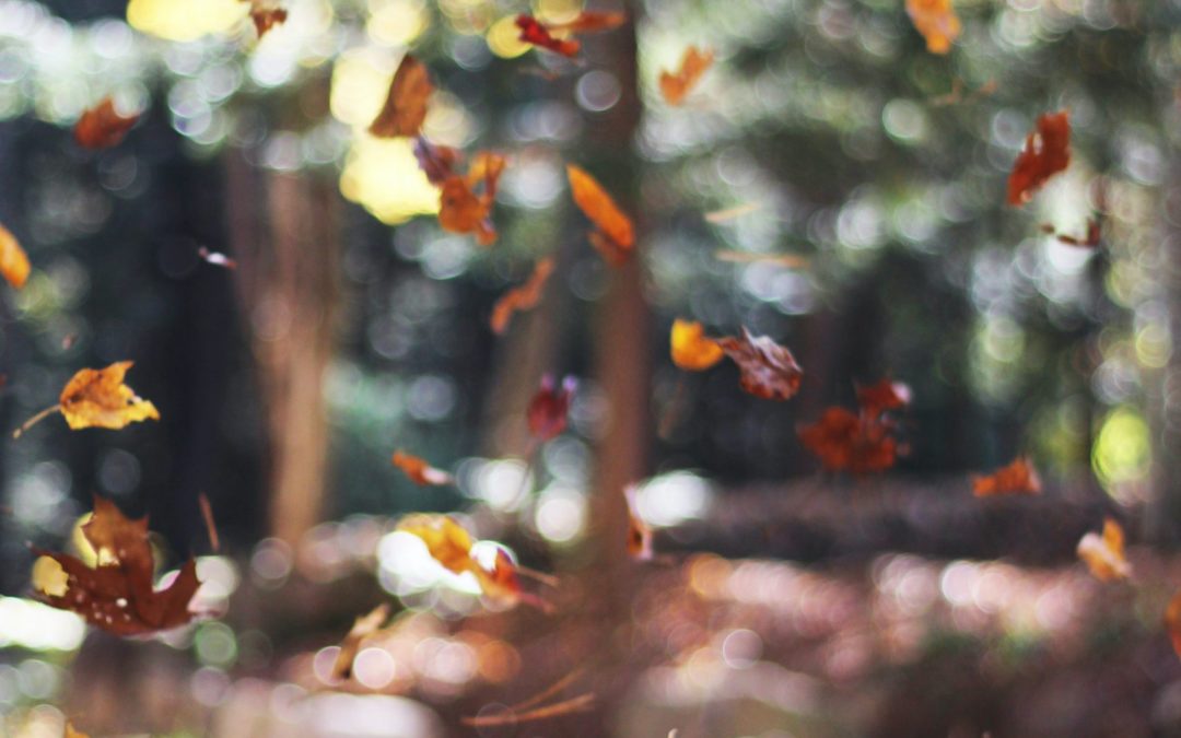 Fall Photographer Roundup 2021