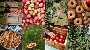 Five charming orchards perfect for a family day trip within 2 hours of Irvine